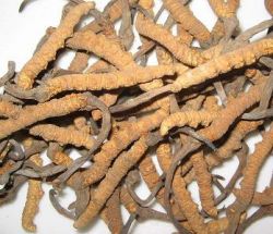 Cordyceps Sinensis Extract-polysaccharides & Cordy