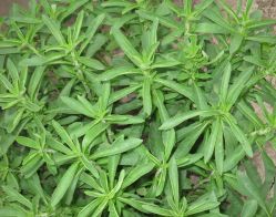 Pure Natural Stevia Leaf Extract /stevioside, Ra