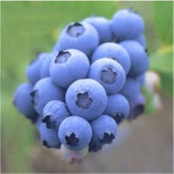 Blueberry Extract-anthocyanidin