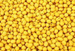 Soybean Germ Extract-isoflavones