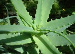 Organic Natural Aloe Vera Extract