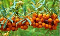 Sea Buckthorn Extract Powder 