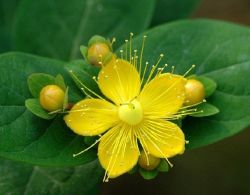 St.john\'s Wort Extract Powder 