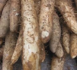 Wild Yam Extract Powder