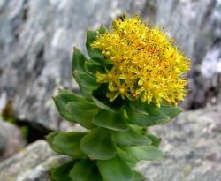 Rhodiola Rosea Extract Powder 