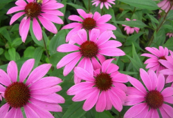 Supply Echinacea Purpurea Extract Powder 