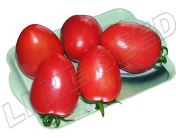 Tylcv Tolerance Tomato Seeds Int-11-074 