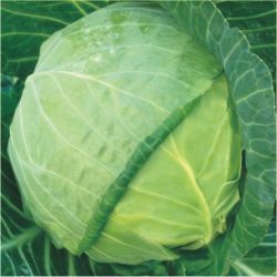 Globe Shape Cabbage Seeds 6236