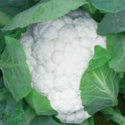 Hybrid Cauliflower Seeds Snow Crown 6186