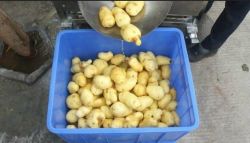 potato peeling machine 