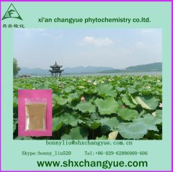 Natural Top Quality Organic Lotus Leaf Extract