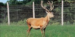 Deer Fencing - Ideal For Deer Farming &amp; Deer E