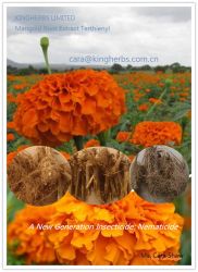 Marigold Root Extract Alpha-terthienyl