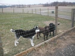 V Mesh Fence - The Safest Fence For Horses &amp; D