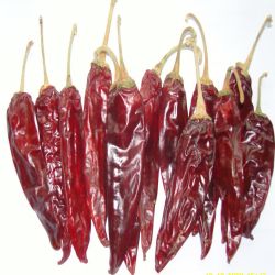 American Hot Chili With High Quality