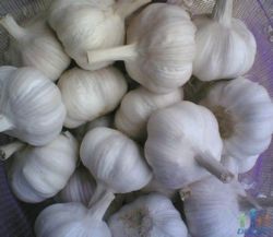 Fresh Garlic