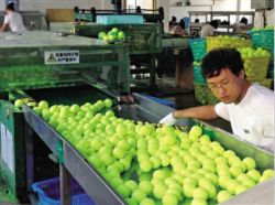manufacturers in china tennis balls