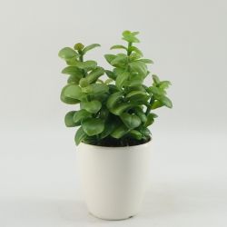 Cheap Artificial Plants Succulent Plants Wholesale