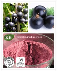 Black Currant Extract Anthocyanins 