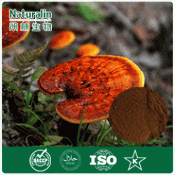 100% Natural Ganoderma Extract Powder for suppleme